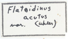 Flatoidinus acutus