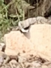 Limenitis weidemeyerii