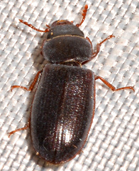 Tenebroides corticalis