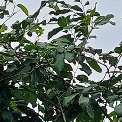 Diospyros inconstans