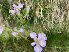 Euphrasia collina diversicolor