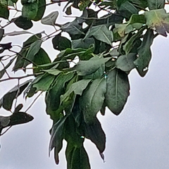 Diospyros inconstans