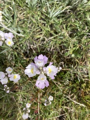 Euphrasia collina diversicolor