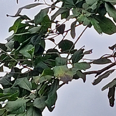 Diospyros inconstans