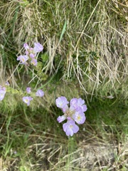 Euphrasia collina diversicolor