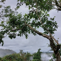 Diospyros inconstans