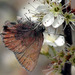 Callophrys augustinus - Photo (c) Patrick Coin, osa oikeuksista pidätetään (CC BY-NC-SA)