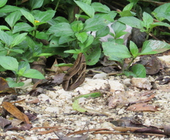 Eryphanis aesacus
