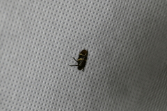 Aeneolamia albofasciata