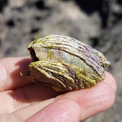 Megabalanus azoricus