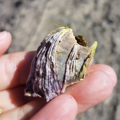 Megabalanus azoricus
