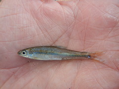 Notropis volucellus
