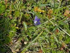 Campanula lasiocarpa