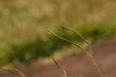 Dichanthium aristatum