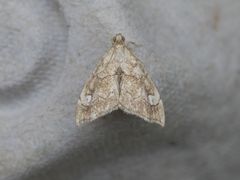 Scybalistodes periculosalis