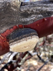Phellinus arctostaphyli