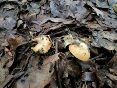 Russula amerorecondita