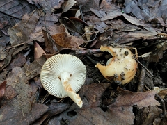 Russula amerorecondita