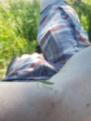 Megaloceroea recticornis