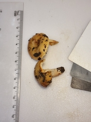 Russula amerorecondita