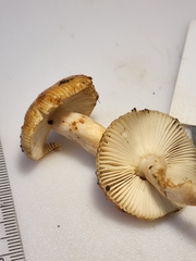 Russula amerorecondita