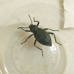 Tenebrioninae