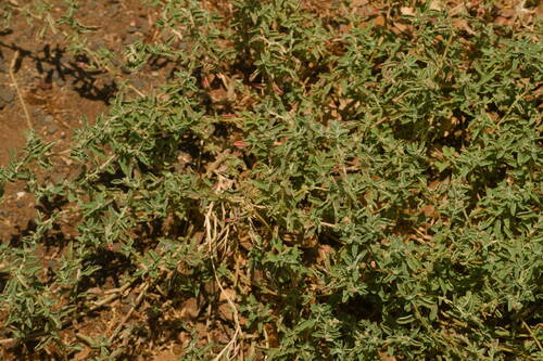 Atriplex semibaccata observed 2022-07-16