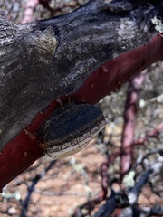 Phellinus arctostaphyli