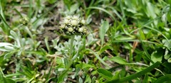 Antennaria pulchella