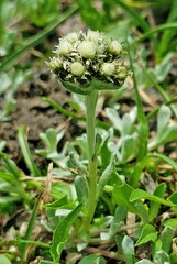 Antennaria pulchella