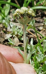 Antennaria pulchella