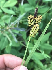 Carex raynoldsii