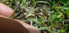 Antennaria pulchella
