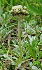Antennaria pulchella