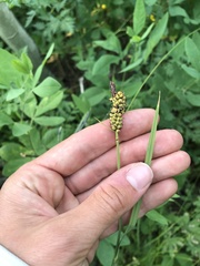 Carex raynoldsii