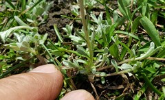 Antennaria pulchella