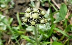 Antennaria pulchella