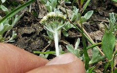 Antennaria pulchella