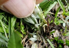 Antennaria pulchella
