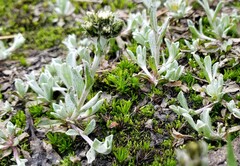 Antennaria pulchella