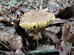 Xerocomellus truncatus