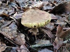 Xerocomellus truncatus