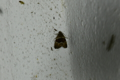 Cobubatha hippotes