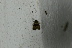 Cobubatha hippotes