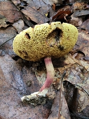 Xerocomellus truncatus