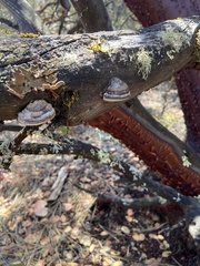 Phellinus arctostaphyli