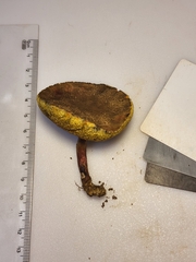 Xerocomellus truncatus