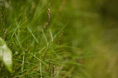 Zoysia pacifica