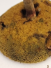 Xerocomellus truncatus