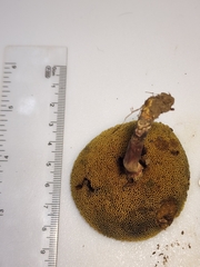 Xerocomellus truncatus